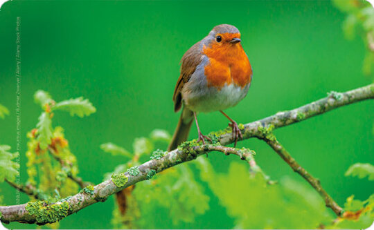 Robustes Schneidebrettchen / Frühstücksbrettchen Rannenberg & Friends "Rotkehlchen"