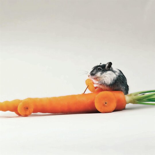 Motiv Microfasertuch "Rennfahrer Maus" von Duggert