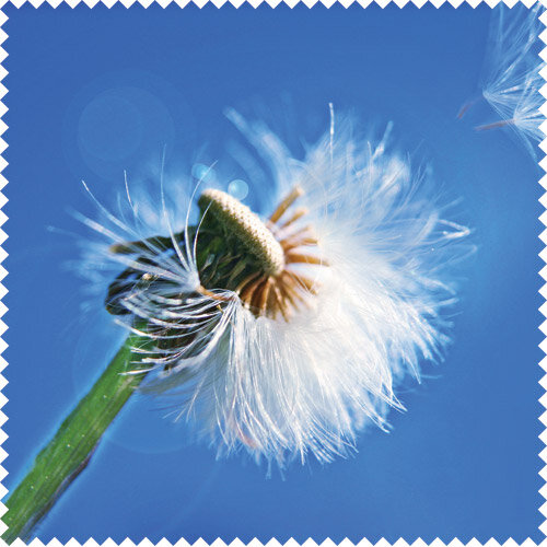 Motiv Microfasertuch PUSTEBLUME