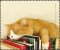 Microfasertuch Schlafende Katze auf Büchern zum Brille reinigen