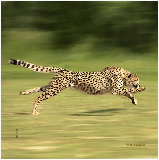 La Kelnet Microfasertuch Animals - jagender Gepard