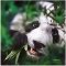 La Kelnet Microfasertuch Animals - Panda