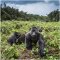 La Kelnet Microfasertuch Animals - Gorillas