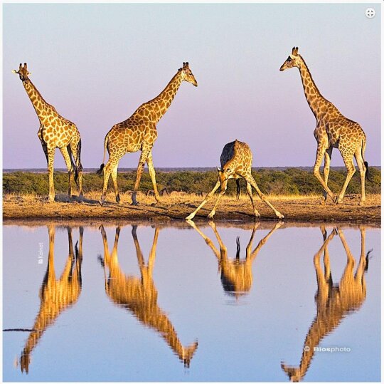 La Kelnet Microfasertuch Animals - Giraffen