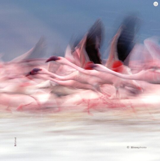 La Kelnet Microfasertuch Animals - Flamingos