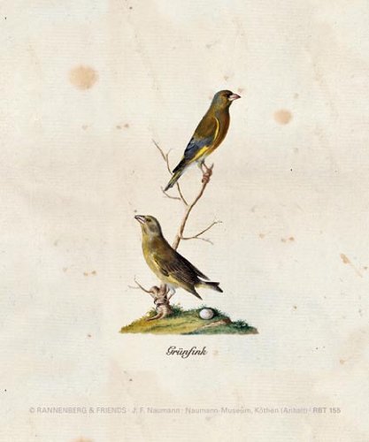 Rannenberg & Friends Microfasertuch / Brillenputztuch "Grünfink"