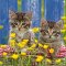 La Kelnet Mikrofasertuch - KATZEN - Katzen im Korb mit gelben Blumen
