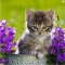 La Kelnet Mikrofasertuch - KATZEN - Katze mit violetten Blumen