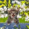 La Kelnet Mikrofasertuch - KATZEN - Katze zwischen Kirschblüten