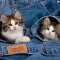 La Kelnet Microfasertuch - KATZEN - Katzen versteckt in Jeans