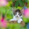 La Kelnet Microfasertuch - KATZEN - Katze guckt durch Holzzaun