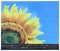 Microfasertuch 4-Jahreszeiten Motiv "Sommer Sonnenblume"