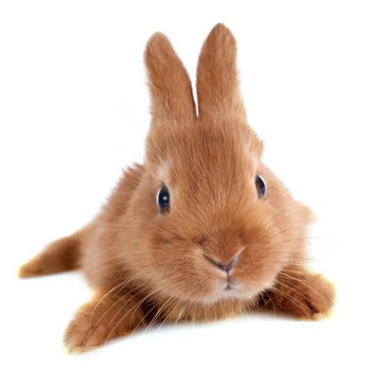 Specxs Microfasertuch - Animal - Kaninchen