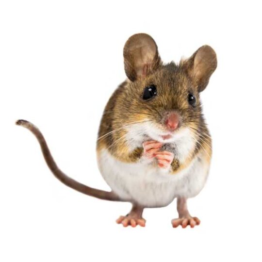 Specxs Microfasertuch - Animal - Maus