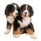 Specxs Microfasertuch - Animal - Berner Sennenhunde