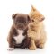 Specxs Microfasertuch - Animal - Hund und Katze