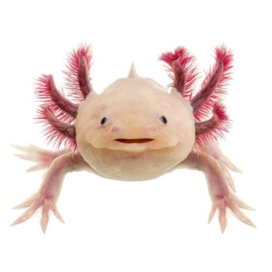 Specxs Microfasertuch - Animal - Axolotl