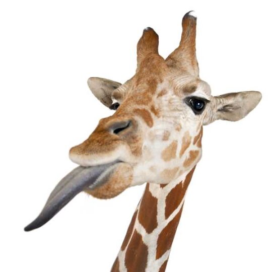 Specxs Microfasertuch - Animal - Giraffe