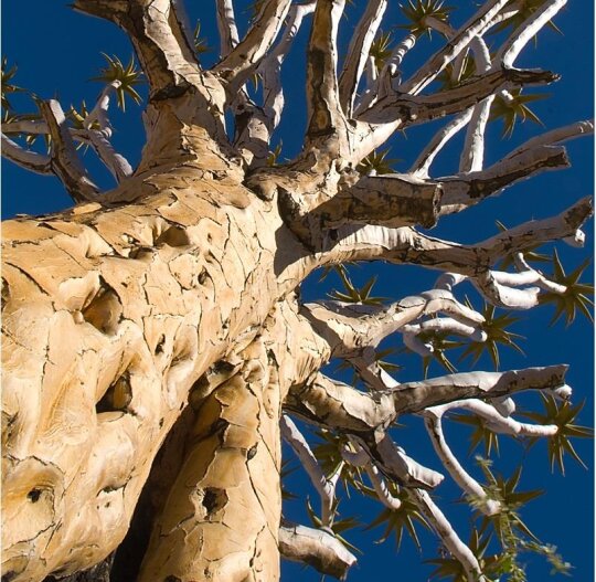 La Kelnet Microfasertuch - Desert - Köcherbaum