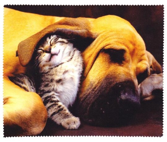 wunderschönes Tier-Microfasertuch mit Motiv -   Hund + Katze