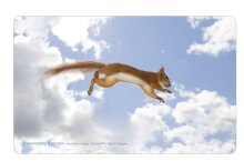 Robustes Schneidebrettchen /...