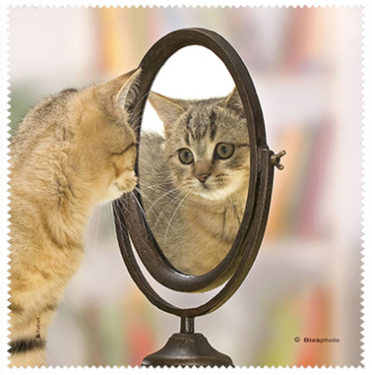 La Kelnet Microfasertuch - Animal Babies - Katze im Spiegel