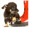 La Kelnet Microfasertuch - Animal Babies - Hund mit Schuh