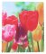 Schönes Poly-Mikrofasertuch für Brillen mit niedlichem Motiv - TULPE 14,5 cm x 17,5 cm
